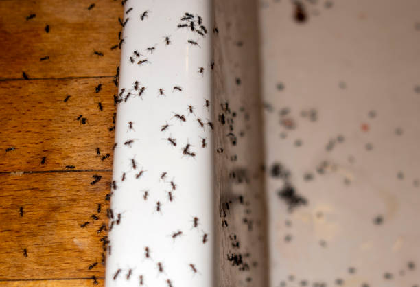 Best Flea Control Services  in Goodhue, MN